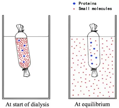 Protein Dialysis